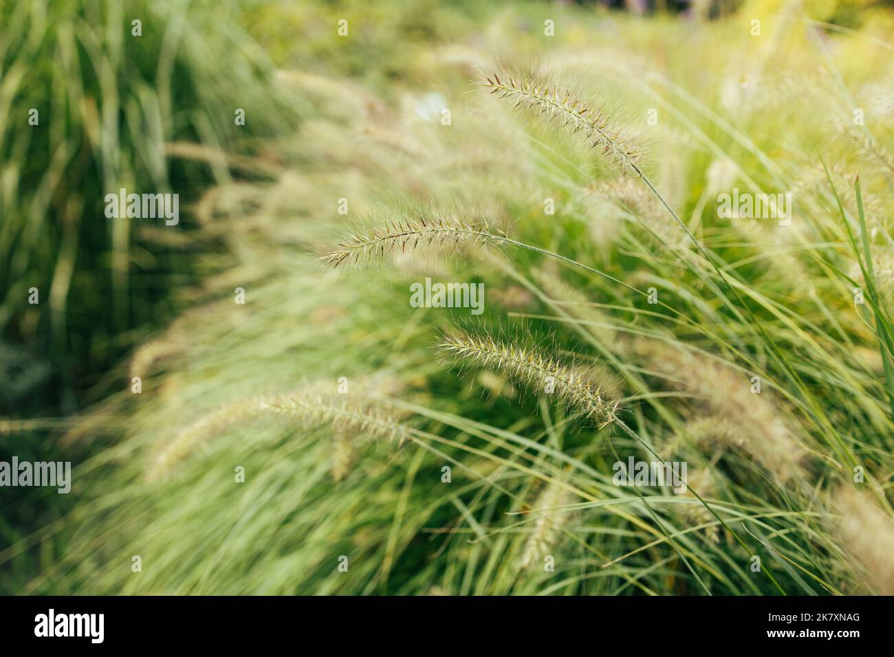 Sfondo naturale astratto di piante molli, Cortaderia selloana che si muove nel vento. Scena luminosa e chiara di piante simili alle piume. Foto Stock