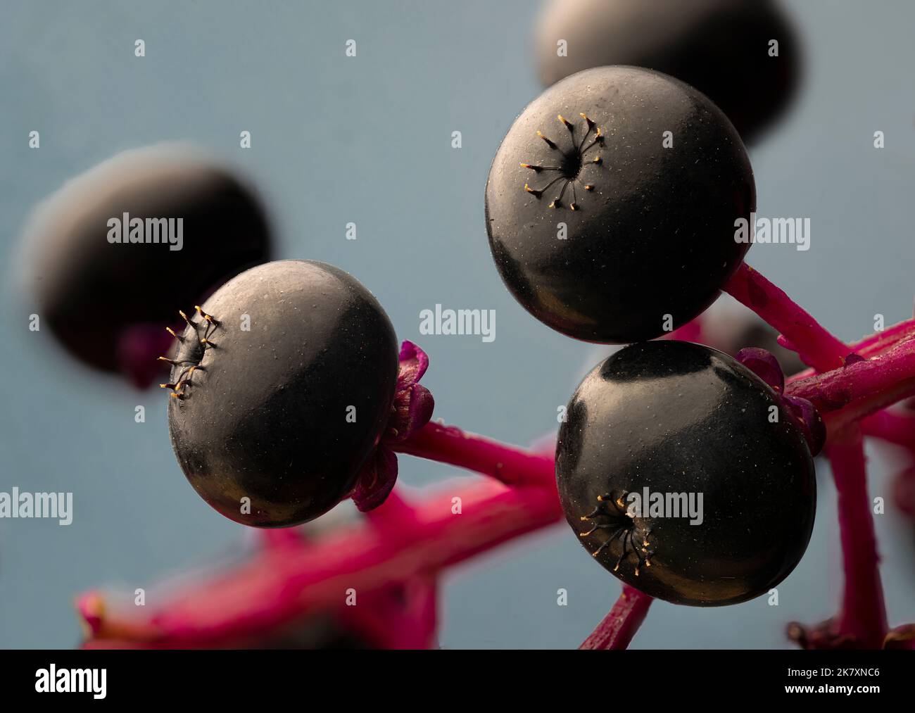 Macro vista di frutta di pokeweed americano (Phytolacca americana). Foto Stock