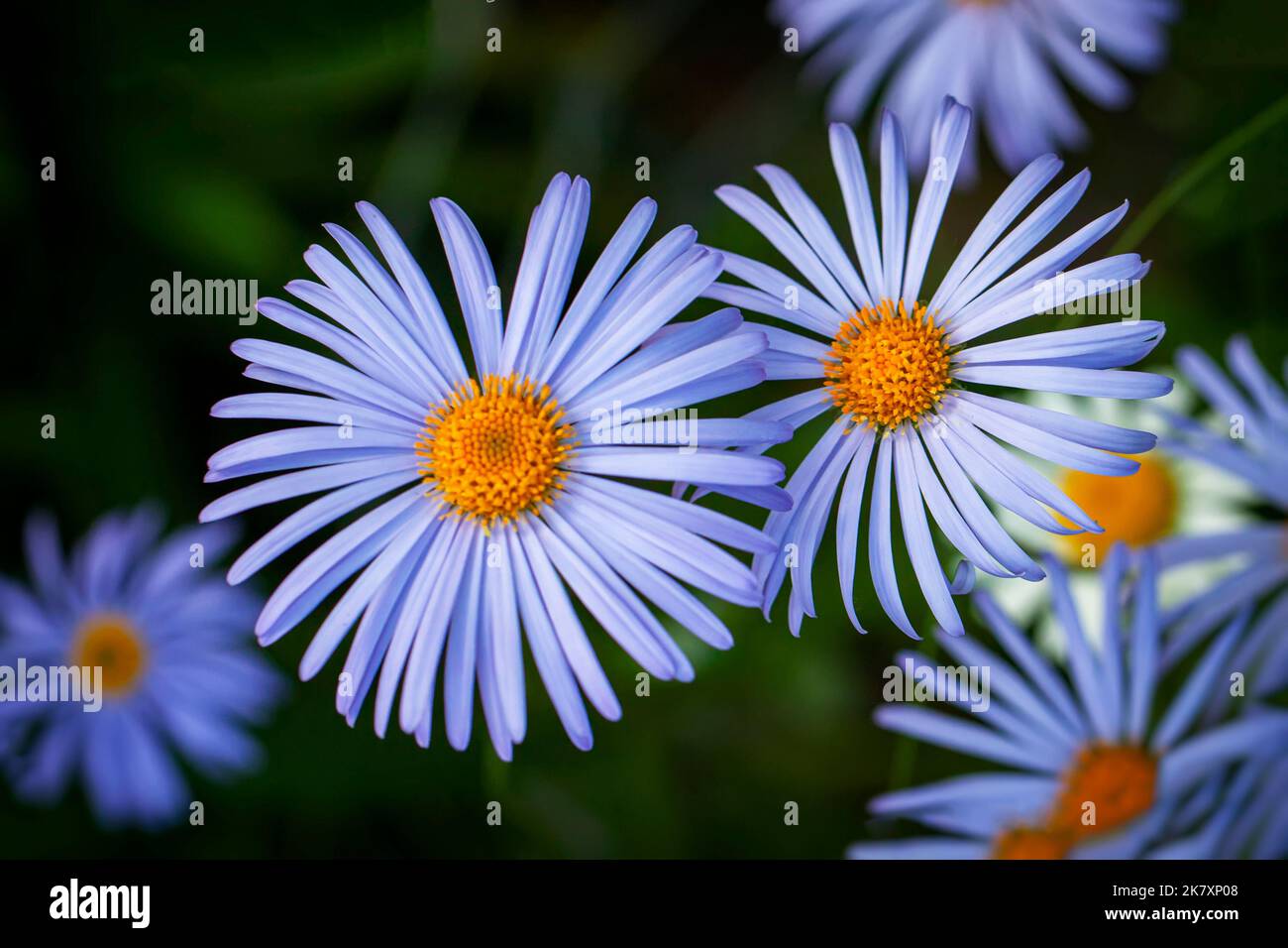 Primo piano Felicia amelloides, margherita blu, felicia blu. Bel fiore blu Foto Stock