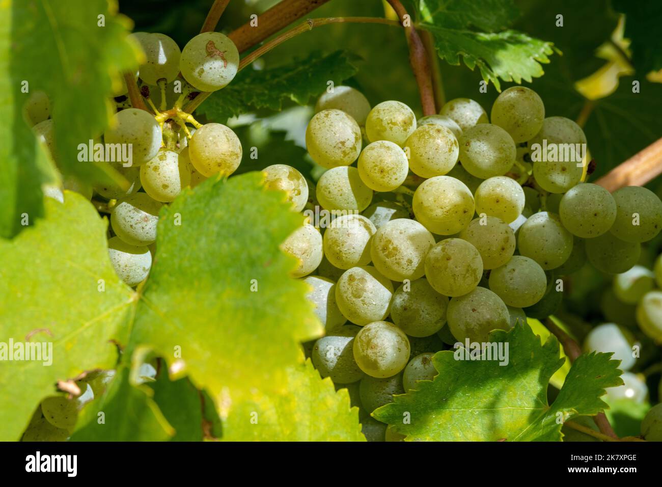 Uve mature sul vitigno a Wachau, bassa Austria Foto Stock