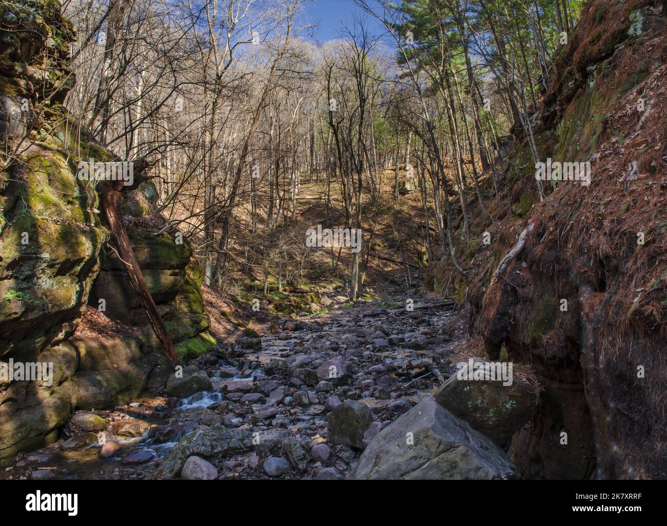 Il Glen Canyon di Parfrey inizia a verdi in primavera, la Parfrey's Glen state Natural Area, Sauk County, Wisconsin Foto Stock