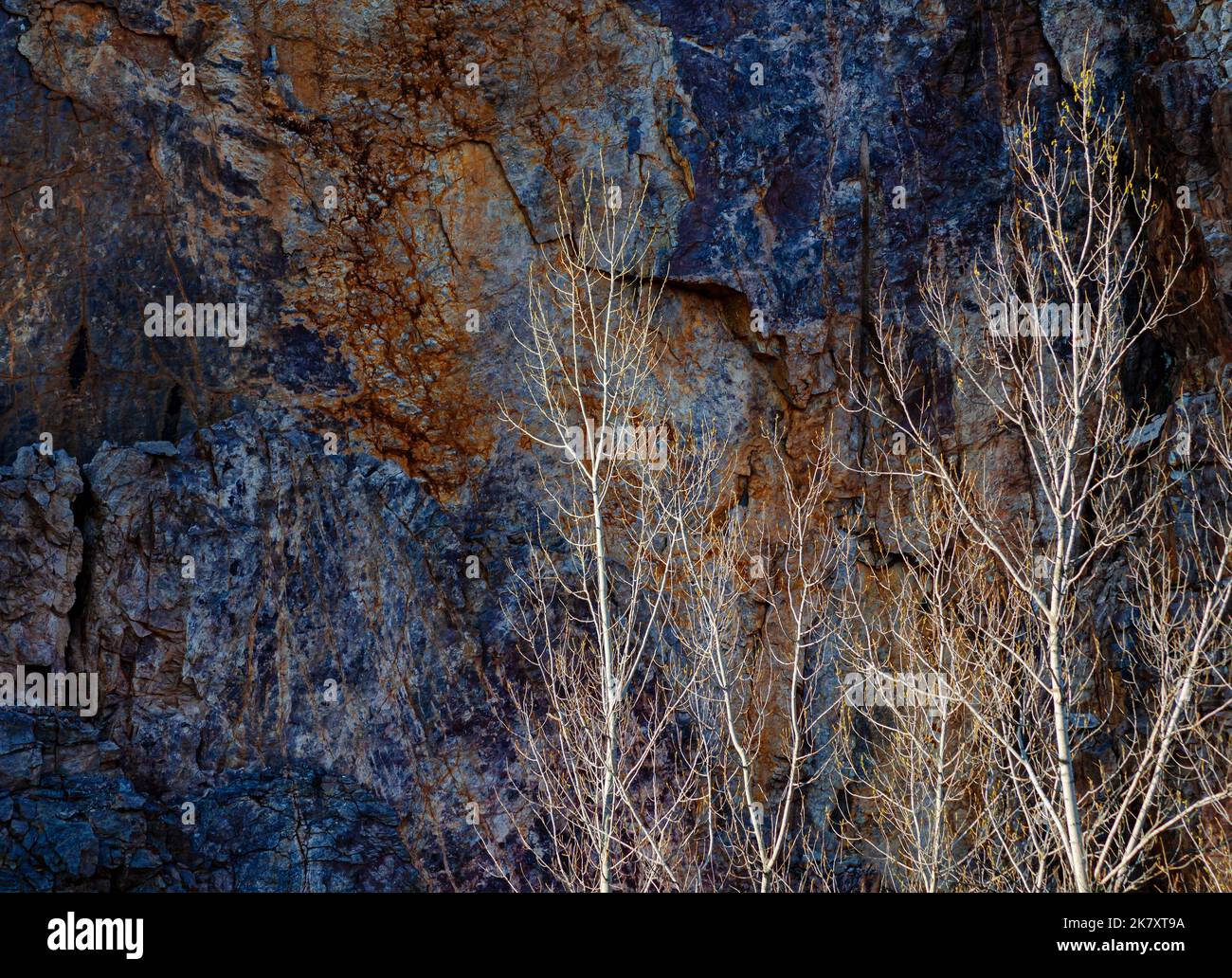 Gli alberi di Aspen che stanno per germogliare sono illuminati dalla luce solare che proietta contro una scogliera, Lower Narrows state Natural Area, Sauk County, Wisconsin Foto Stock