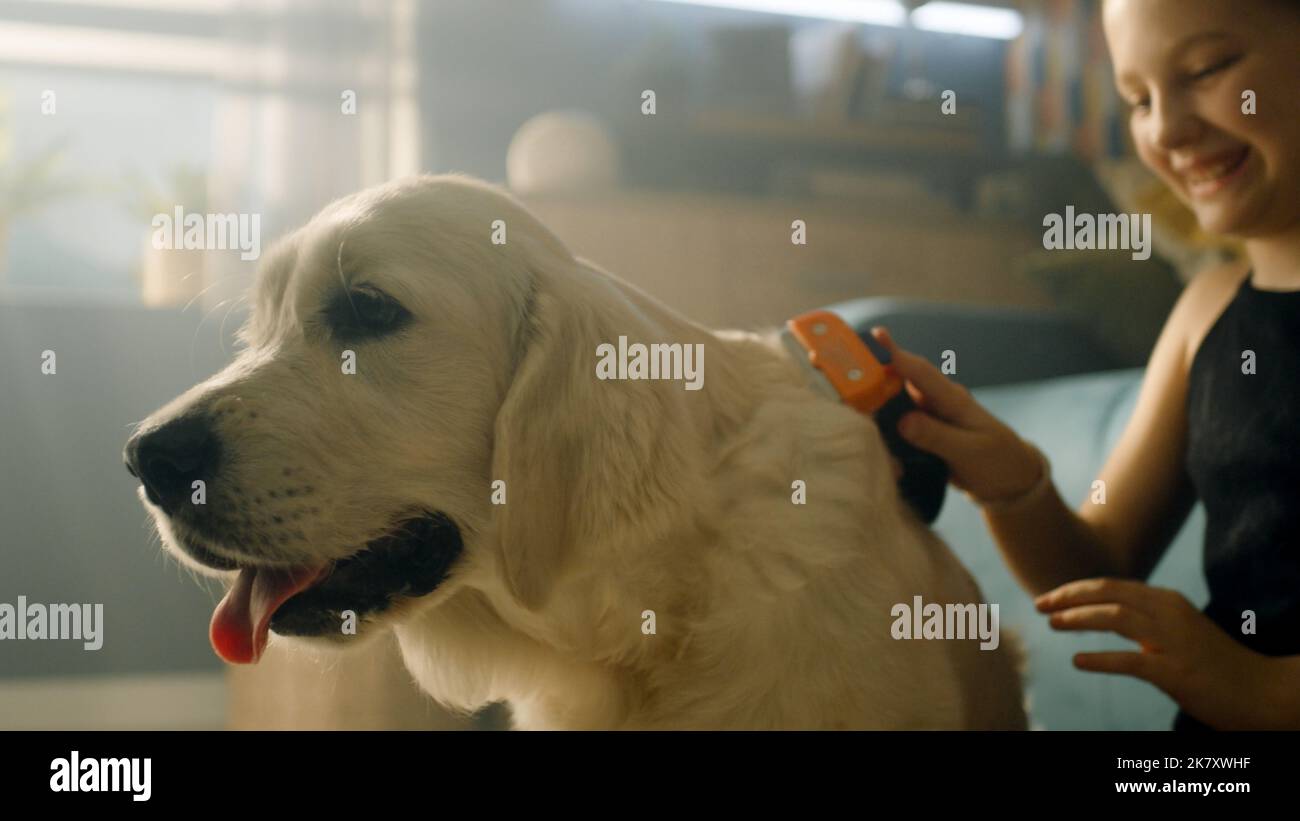 Ragazza giovane cane pettinando, seduta su tappeto mite, creando acconciature, cucciolo e cercando di baciarlo, trascorrere il tempo libero a casa. Golden Retriever. Foto Stock