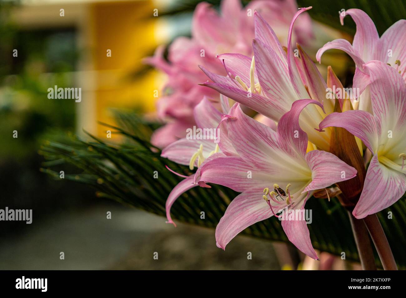 Primo piano alla bella rosa e bianco fiore Lily Foto Stock
