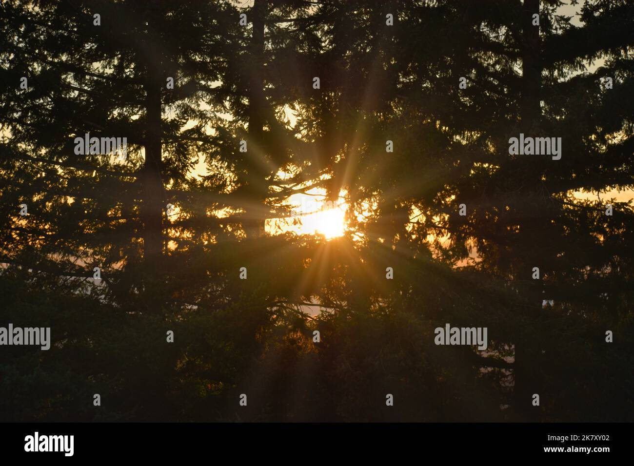 Raggi del sole che piercing attraverso gli alberi Foto Stock