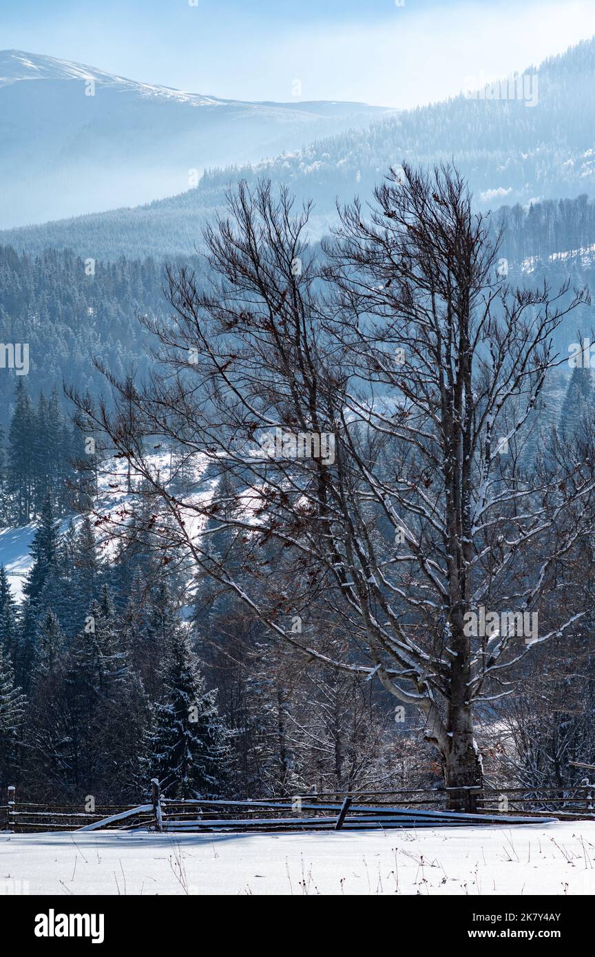 L'unico albero deciduo sullo sfondo di montagne di conifere. Un albero senza inverno parte sullo sfondo delle montagne. Foto Stock