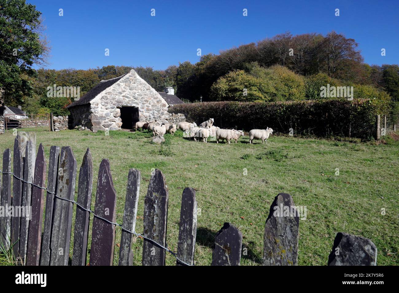 CAE Adda Byre, Old Cowshed, con pecore al St Fagans National Museum of History, Cardiff, South Wales. c 1762. Da Rhostryfan, Gwynedd. Primavera 2022. Foto Stock