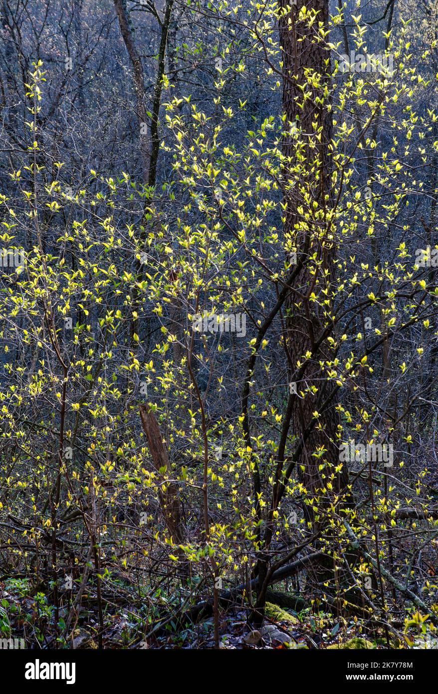 Foglie gialle aperte in primavera su un arbusto vicino Otter Creek nella riserva statale di Baxter's Hollow nella contea di Sauk, Wisconsin Foto Stock