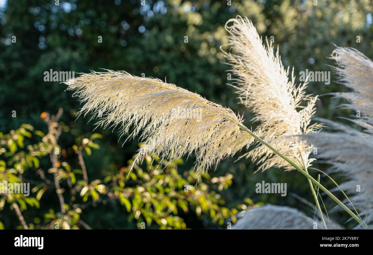 Primo piano di Pampas Grass (Cortaderia selloana) al sole Foto Stock