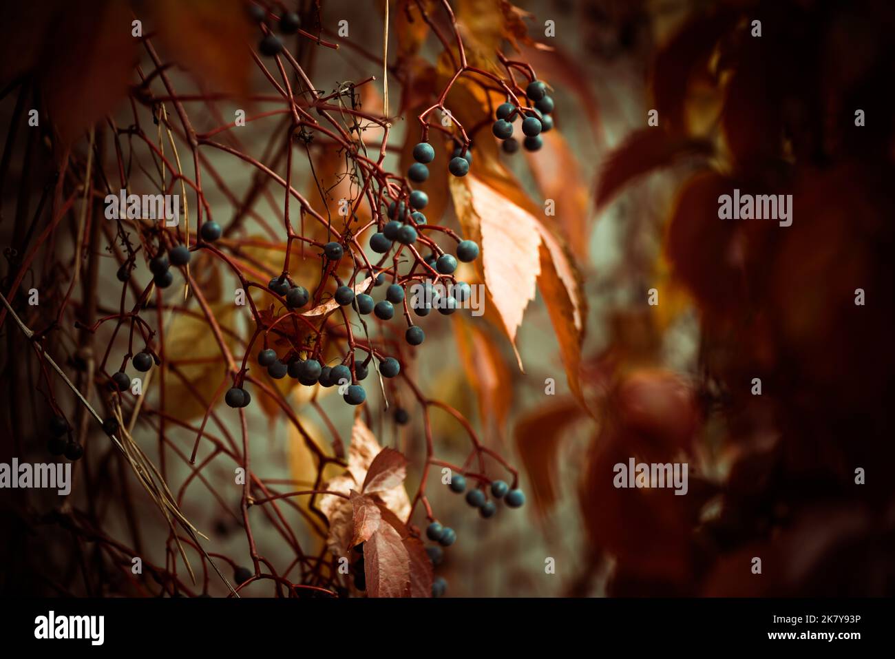 bella stagione autunnale sfondo colorato con foglie e piante Foto Stock