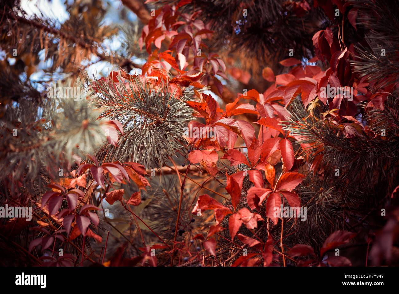 bella stagione autunnale sfondo colorato con foglie e piante Foto Stock