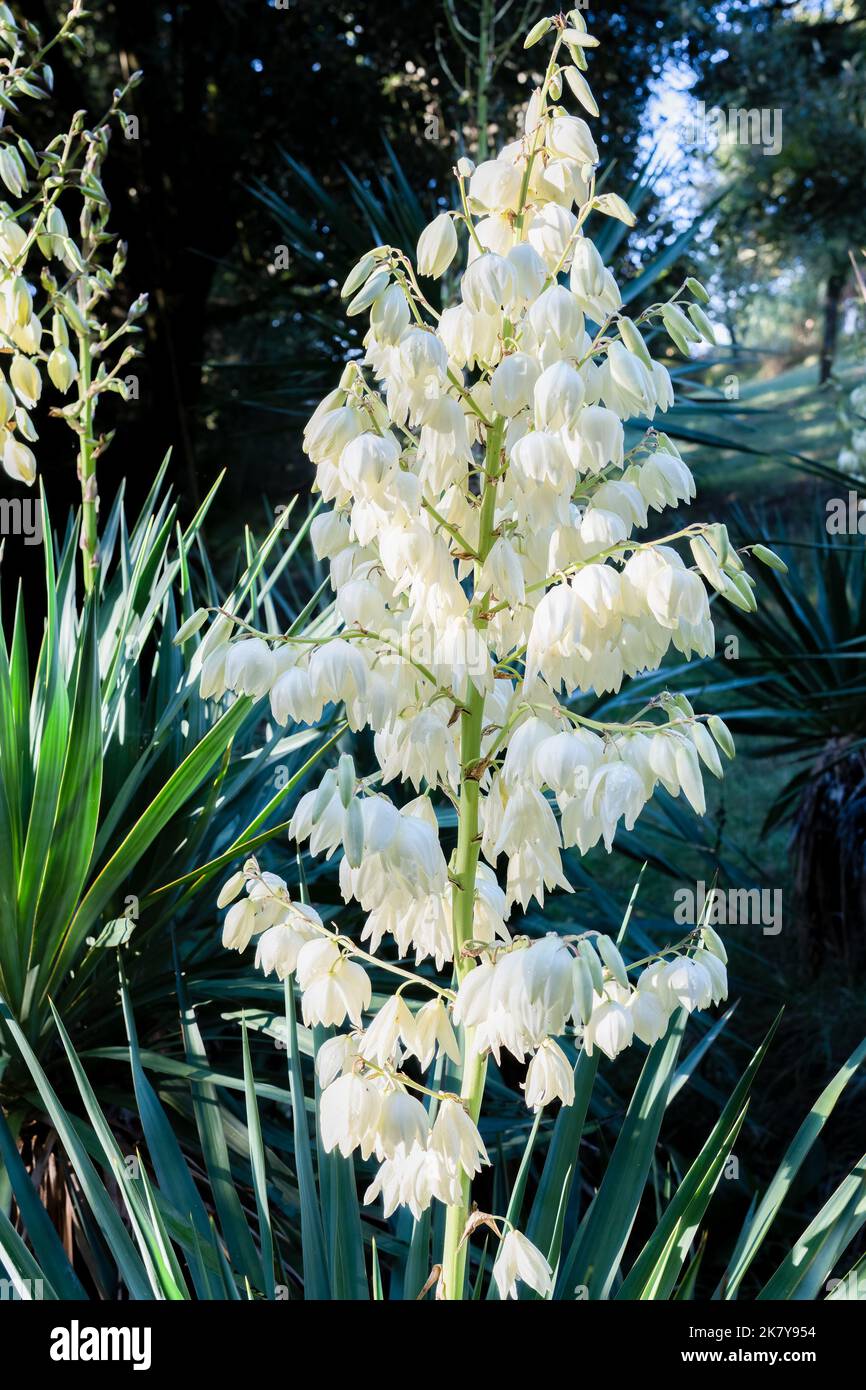 Primo piano di una fioritura spagnola Dagger Yucca (Yucca gloriosa) con fiori a forma di campana bianca cremosa Foto Stock