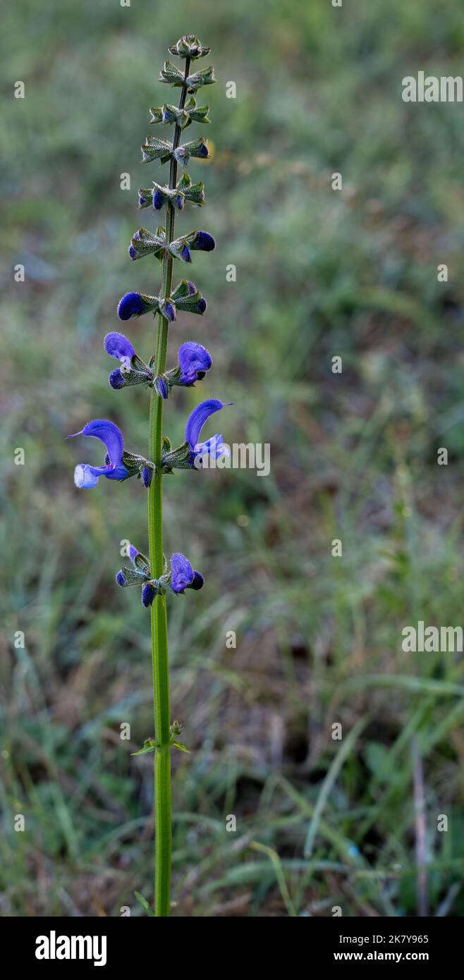 Dettaglio primo piano della salvia patens genziana "Royal Blue" in fioritura estiva Foto Stock