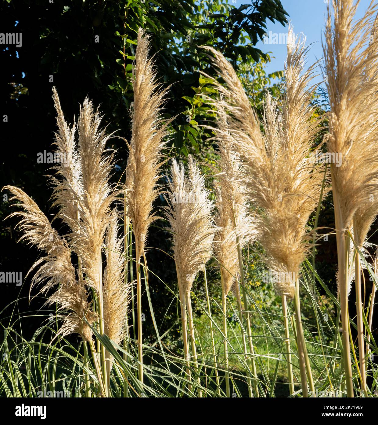 Primo piano di Pampas Grass (Cortaderia selloana) al sole Foto Stock