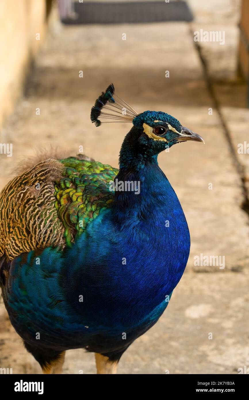 Primo piano di un maschio indiano Peafowl (Peacock, Pavo cristato) con iridescente blu e verde piumaggio Foto Stock