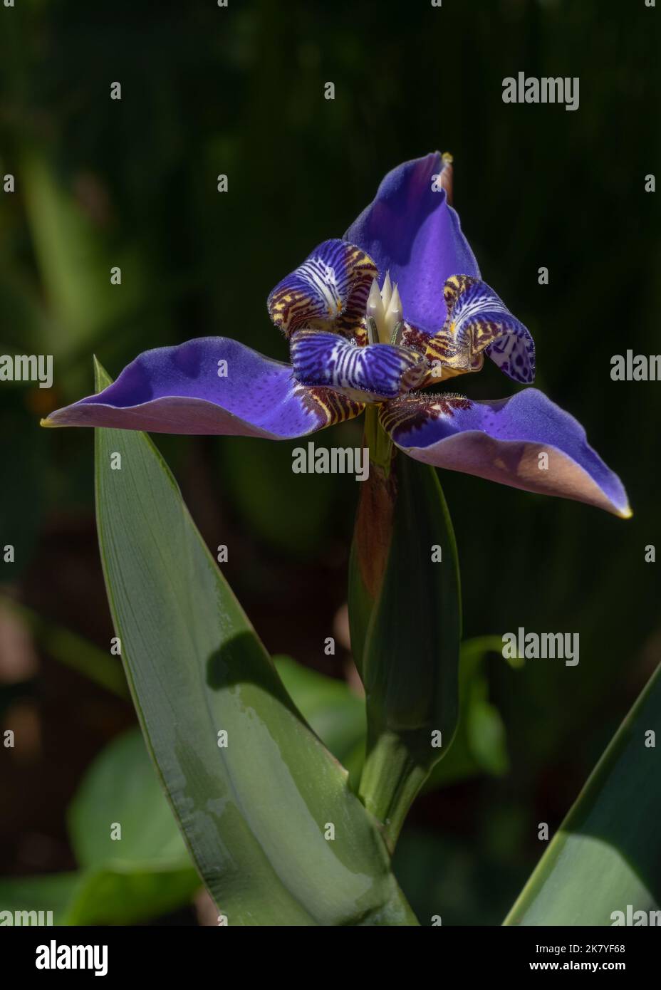 Vista in primo piano del blu viola luminoso camminando iris neomarica caverulea fiore fioritura all'aperto su sfondo scuro naturale Foto Stock