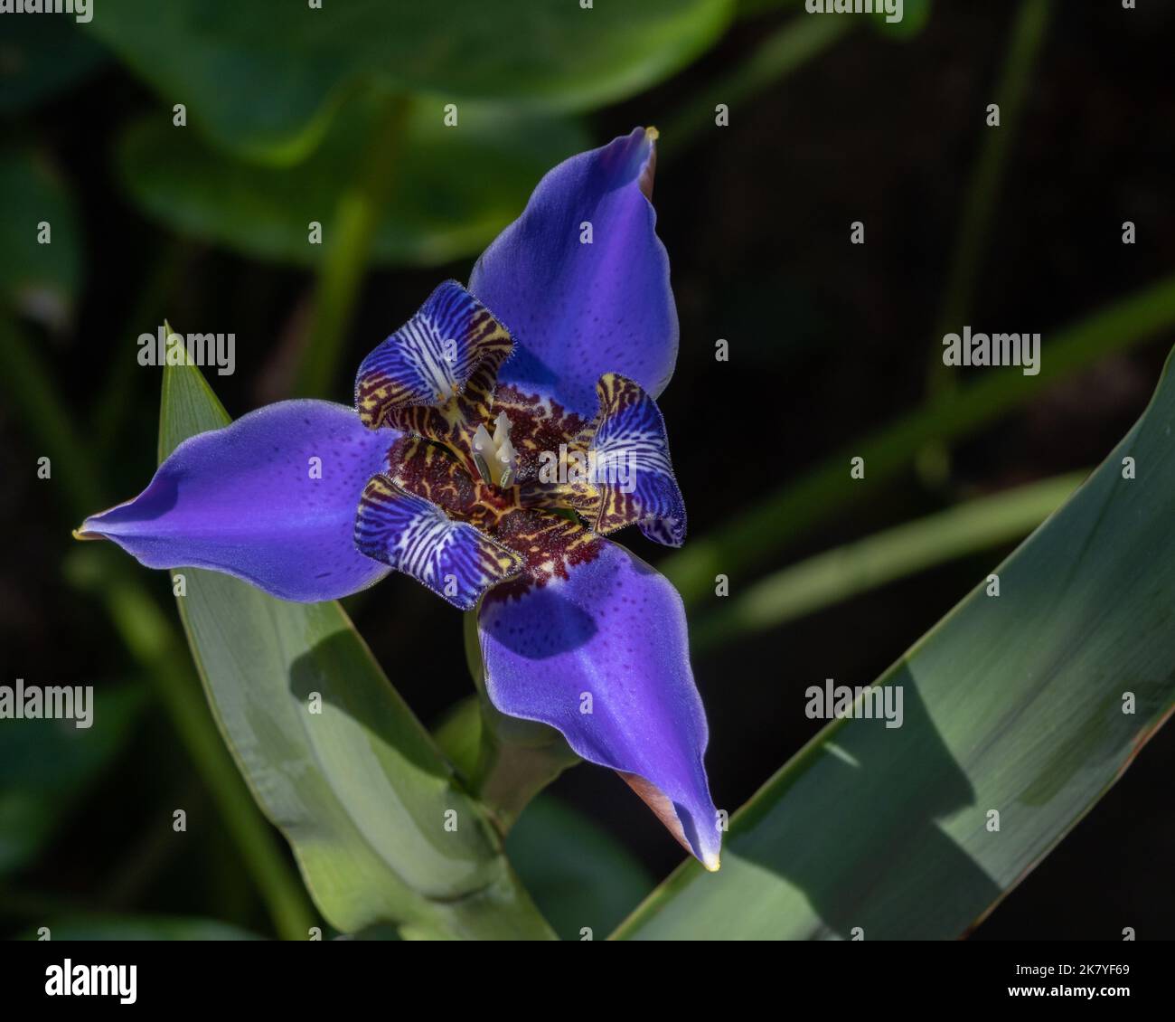 Primo piano vista dall'alto di un bellissimo blu luminoso a piedi iris neomarica caverulea fiore fioritura all'aperto su sfondo naturale scuro Foto Stock