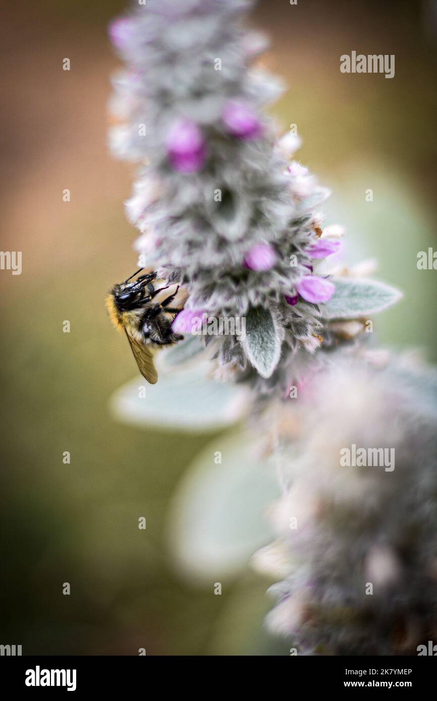 Ape raccolta polline dalla pianta, sfondo sfocato Foto Stock