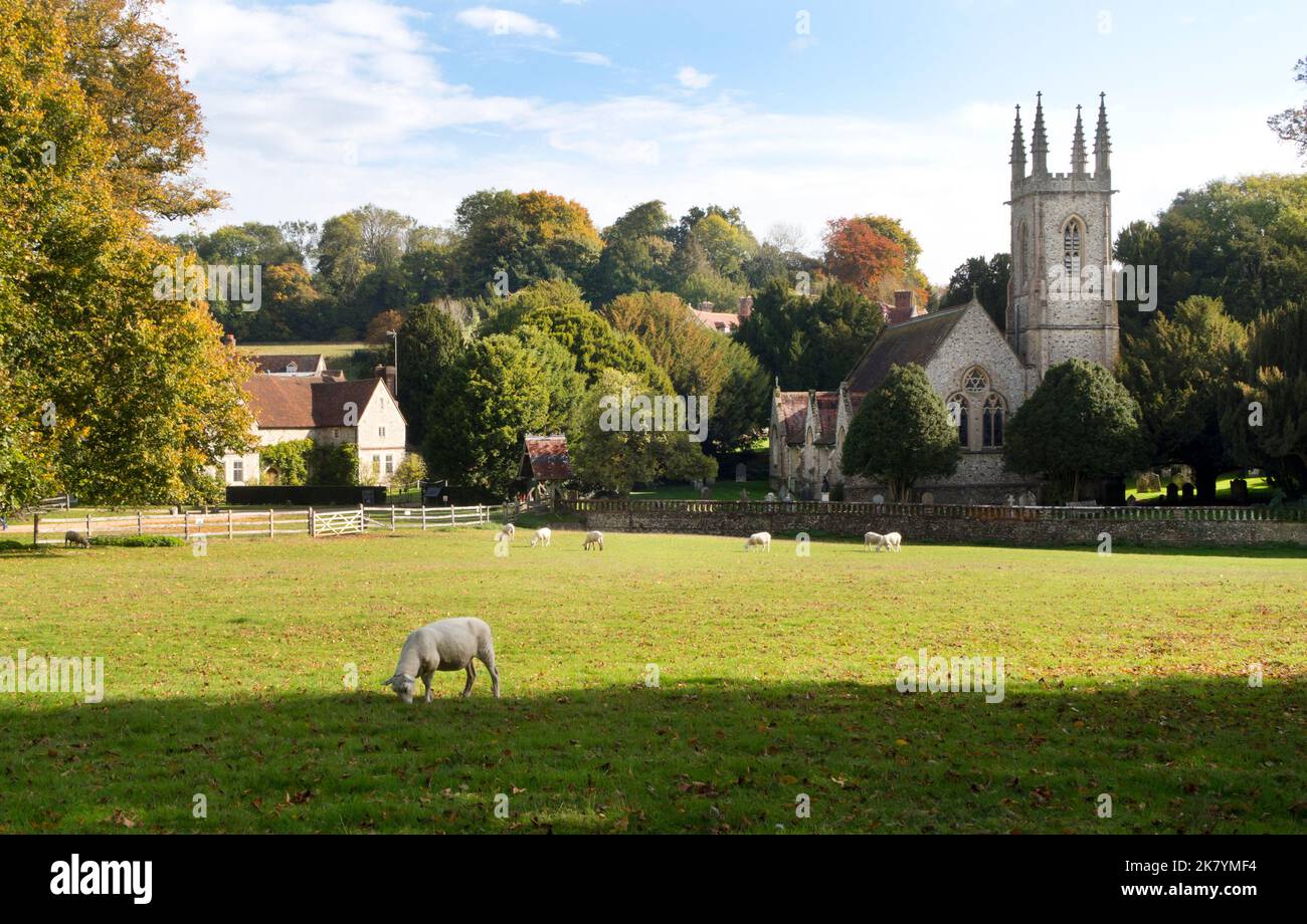 Vista rurale delle pecore che pascolano dalla chiesa di San Nicola, Chawton, Hampshire, Inghilterra Foto Stock