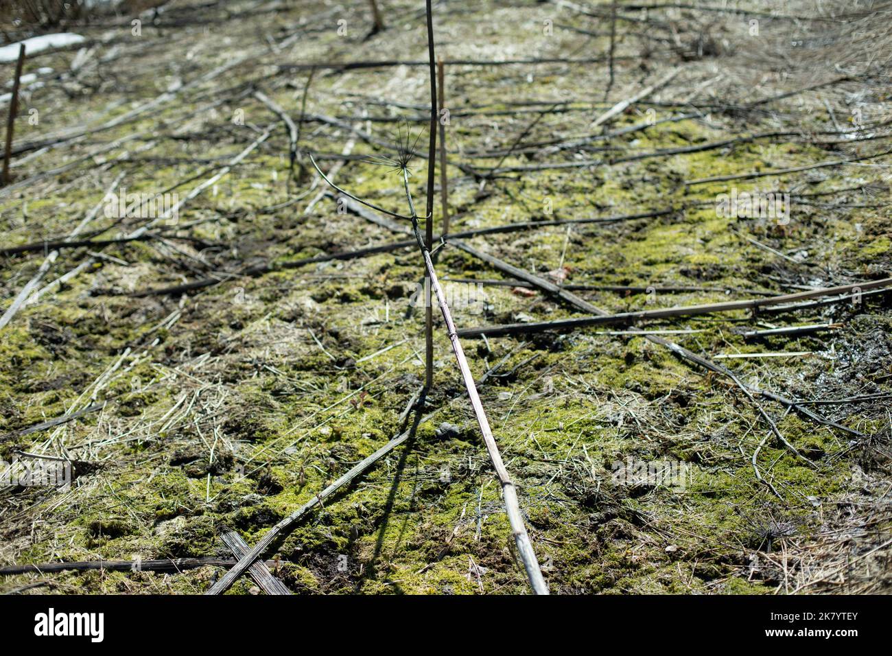Erba palude in foreste. Piante primaverili. Texture di area boschiva. Steli asciutti. Foto Stock