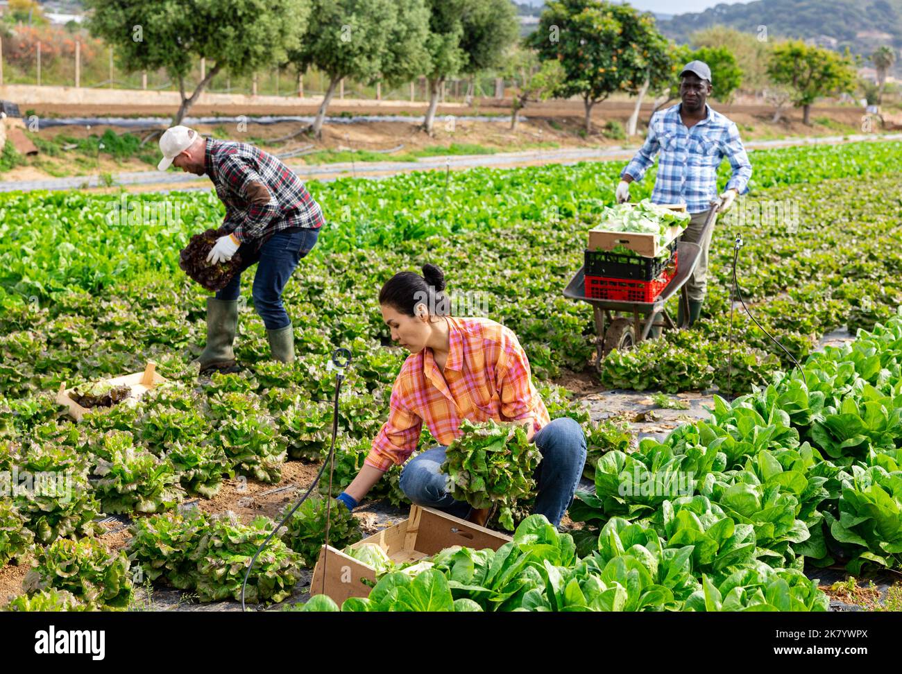 Gruppo multietnico di lavoratori agricoli che raccolgono la lattuga Foto Stock