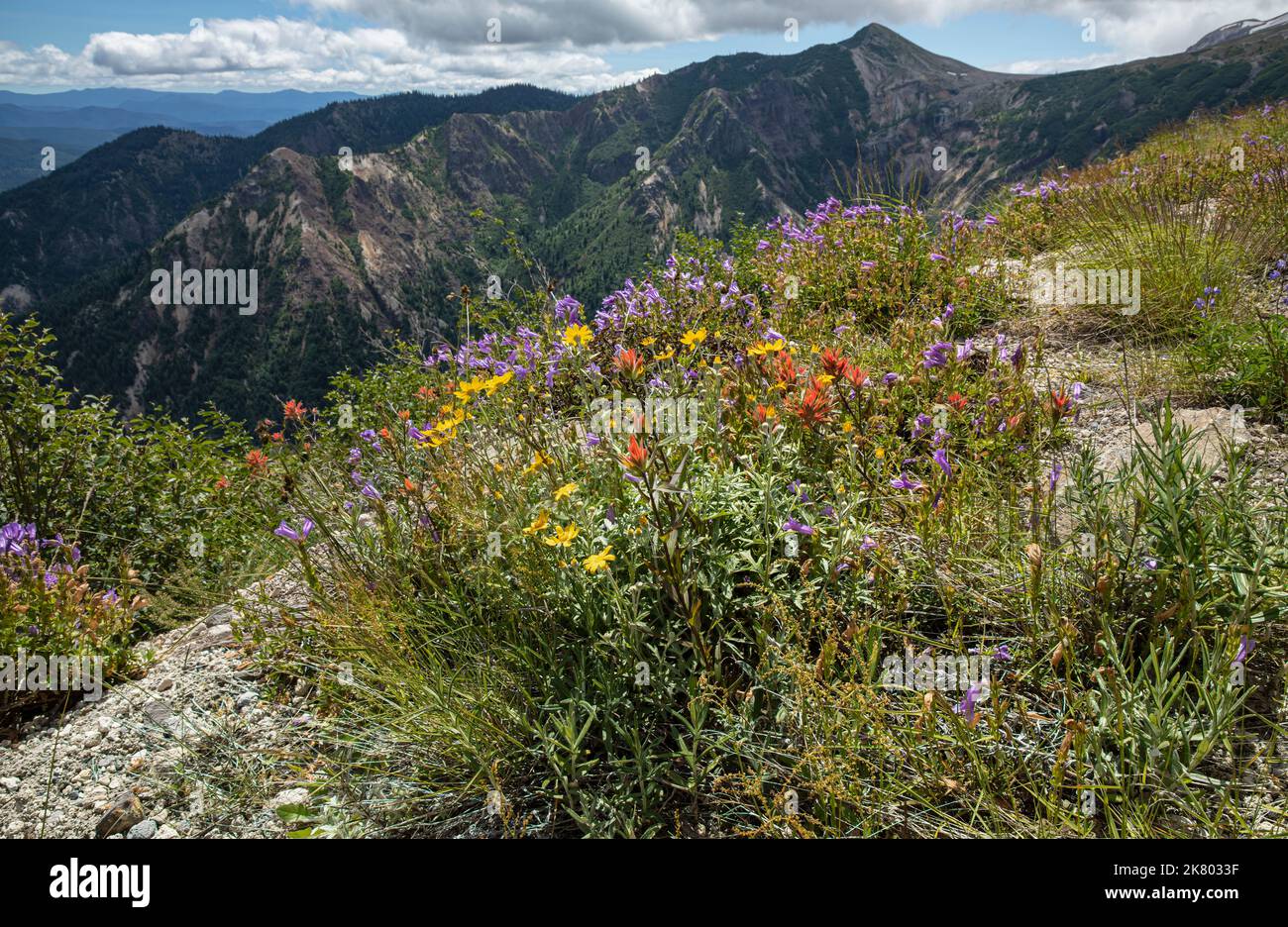 WA22432-00...WASHINGTON - fiori selvatici colorati, tra cui Penstemon e Paintbrush, che crescono lungo una strada chiusa da Windy Ridge vicino a Mount St. Helens. Foto Stock