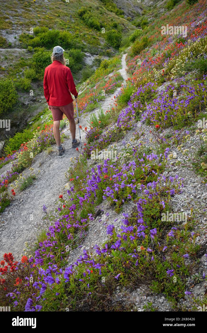 WA22445-00...WASHINGTON - Fiori selvatici in fiore lungo il Loowit Trail vicino alle pianure di Abramo nel Monumento vulcanico Nazionale del Monte St. Helens. Foto Stock