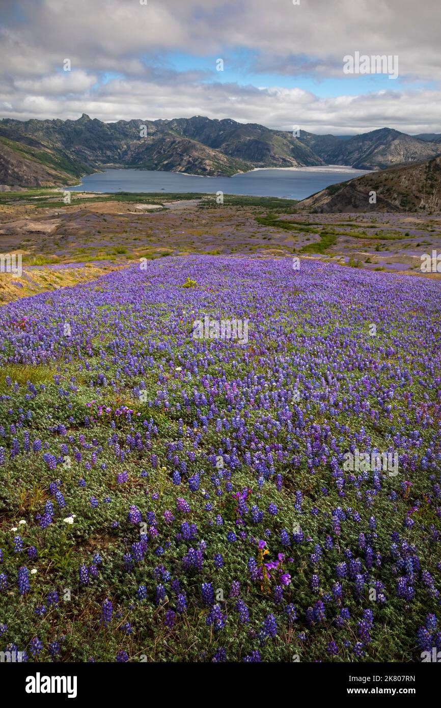 WA22456-00... WASHINGTON - Miniture lupino fiorire vasti stuoie nella zona di esplosione con Spirit Lake in lontananza dal Loowit Trail a Mount St. He Foto Stock