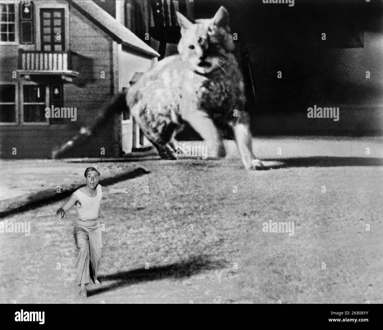 Grant Williams & Cat Film: The Incredible Shrinking Man (1953) personaggi: Scott Carey & Director: Jack Arnold 22 febbraio 1957 **AVVERTENZA** questa fotografia è solo per uso editoriale ed è copyright di UI e/o del fotografo assegnato dalla Film o dalla Production Company e può essere riprodotta solo da pubblicazioni in concomitanza con la promozione del film di cui sopra. È richiesto un credito obbligatorio all'interfaccia utente. Il fotografo deve essere accreditato anche quando è noto. Nessun uso commerciale può essere concesso senza autorizzazione scritta da parte della Film Company. Foto Stock