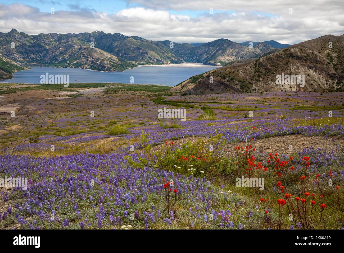 WA22458-00...WASHINGTON - i tappetini di lupino in miniatura hanno coperto la zona di esplosione sopra il lago Spirit nel Monumento vulcanico Nazionale di Mount St. Helens. Foto Stock