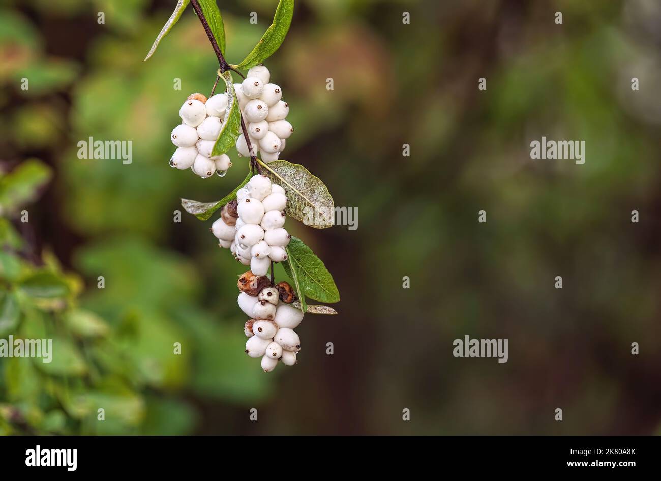 Comune ramo di Snowberry con frutta (Symphoricarpos albus) in autunno con spazio copia. Foto Stock