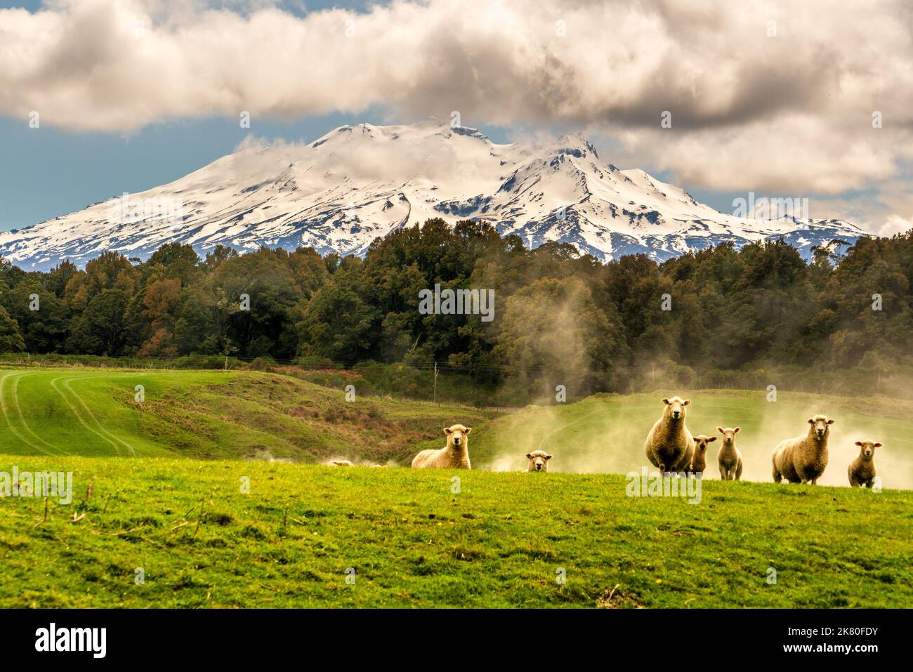 Allevamento inquisitivo di pecore in piedi sul paddock fattoria con fertilizzante che è sparso nella valle sotto di loro Foto Stock