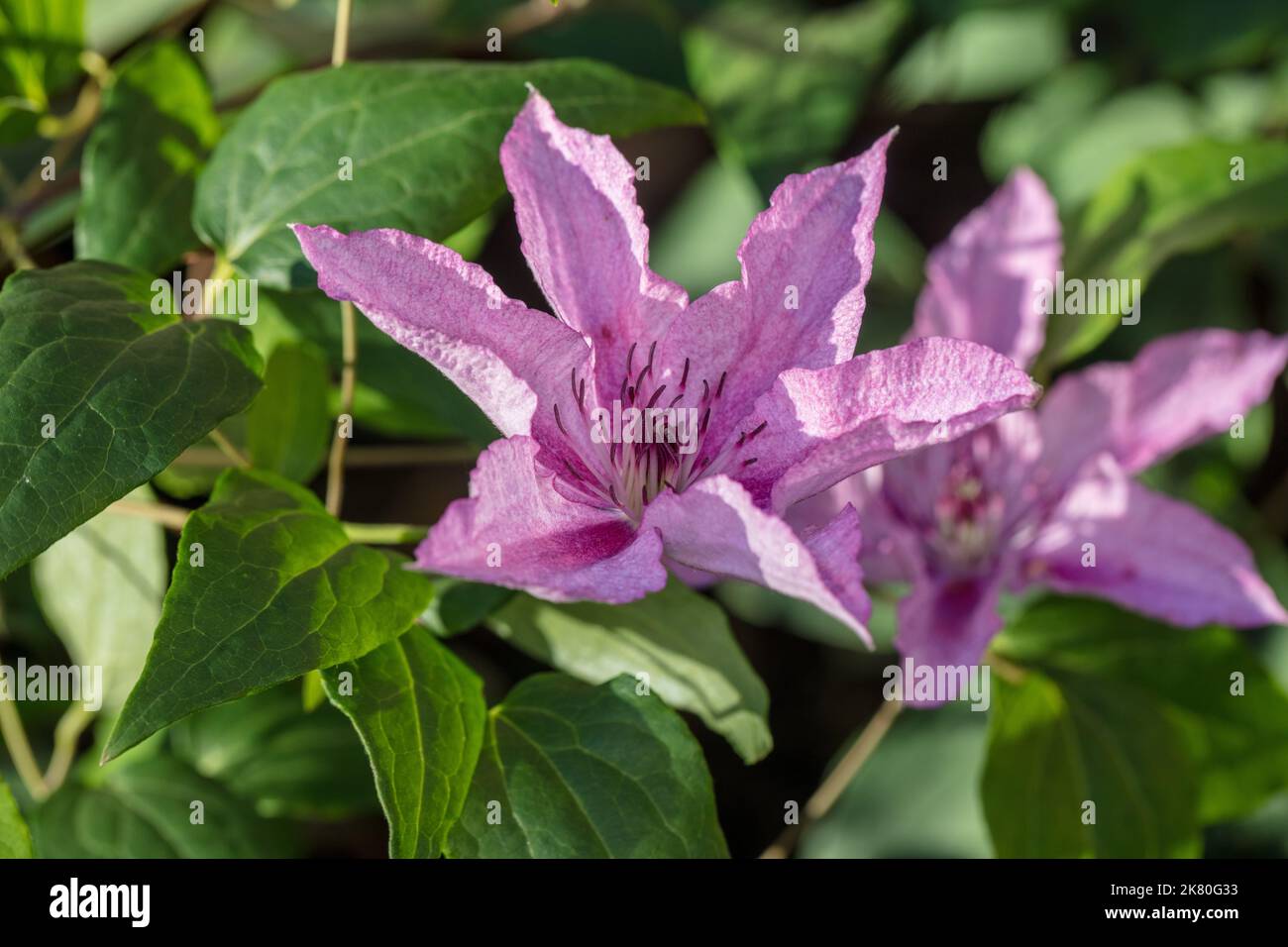 'Hagley Hybrid', gruppo a fiore grande, klematis (Clematis Hybrid) Foto Stock