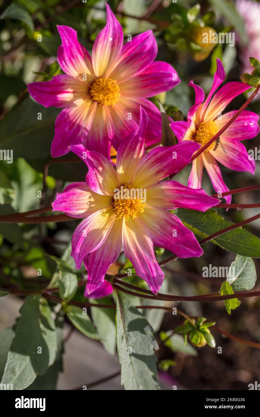'Occhi luminosi' Dahlia a fiore singolo, Enkelblommig dahlia (Dahlia x Hortensis) Foto Stock