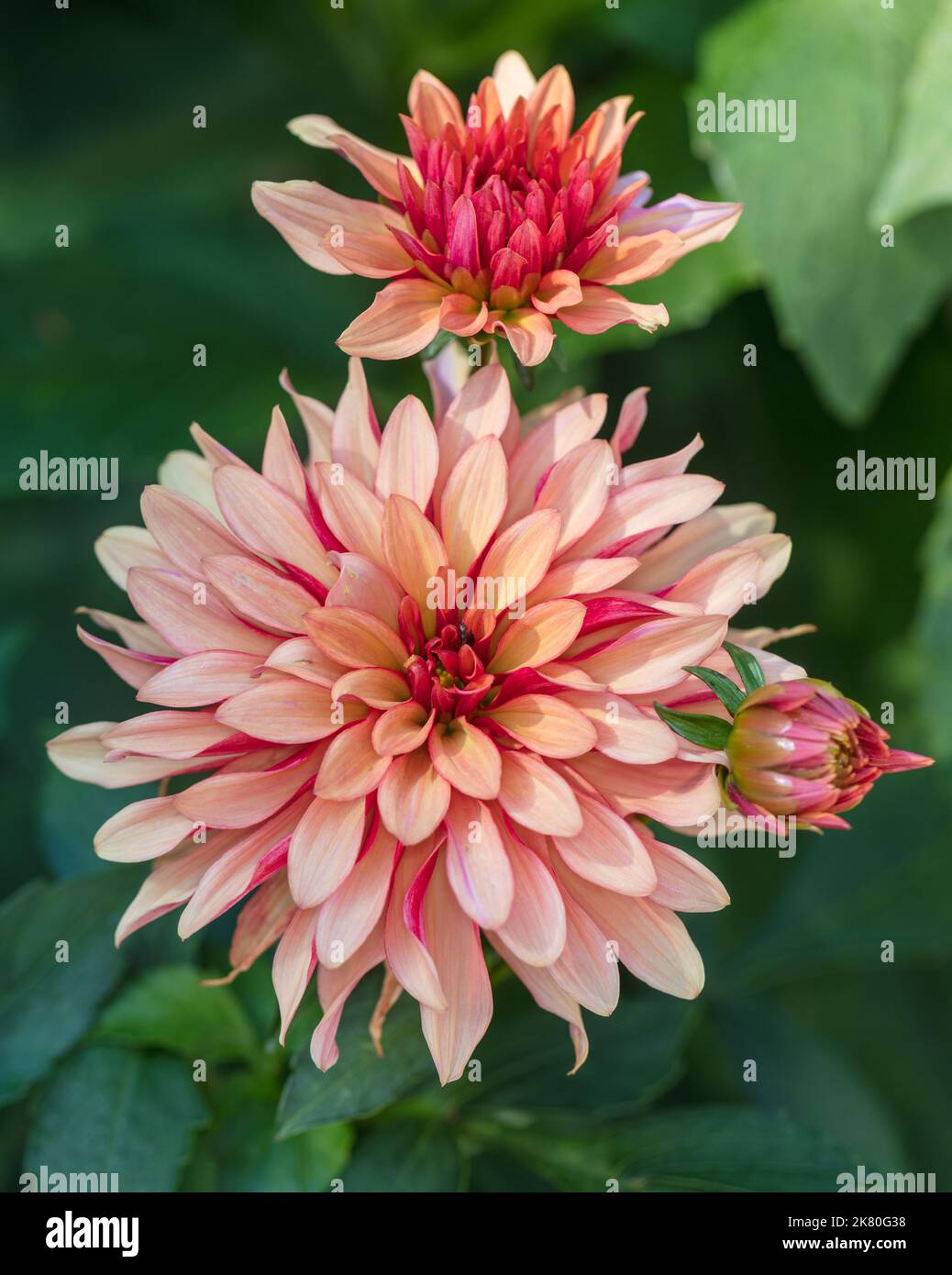 'Gallery Art Deco' formale dalia decorativa, Dekorativdahlia (Dahlia x Hortensis) Foto Stock