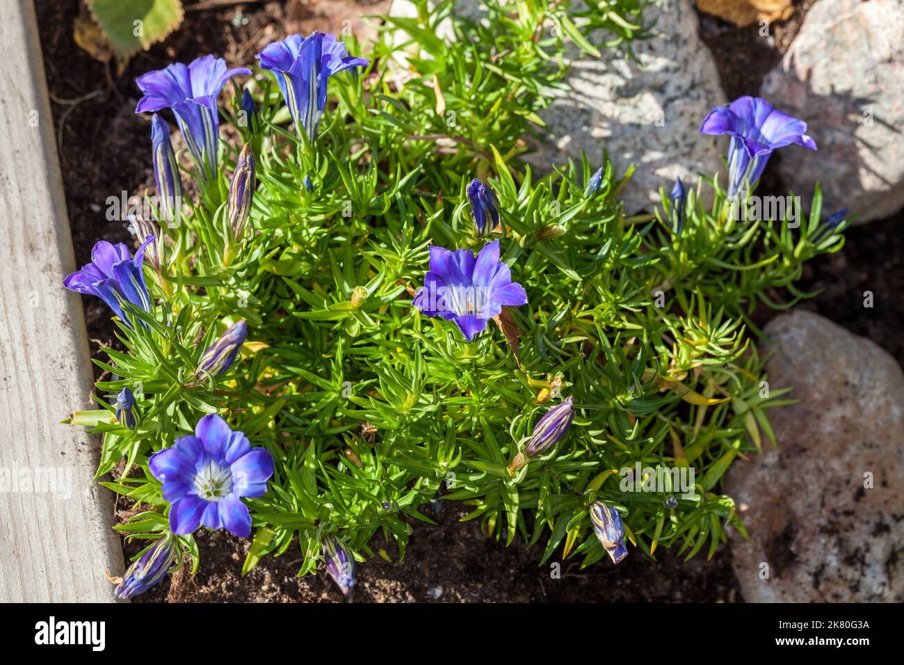 "Blu" di seta cinese appariscente genziana, Höstgentiana (Gentiana sino-ornata) Foto Stock