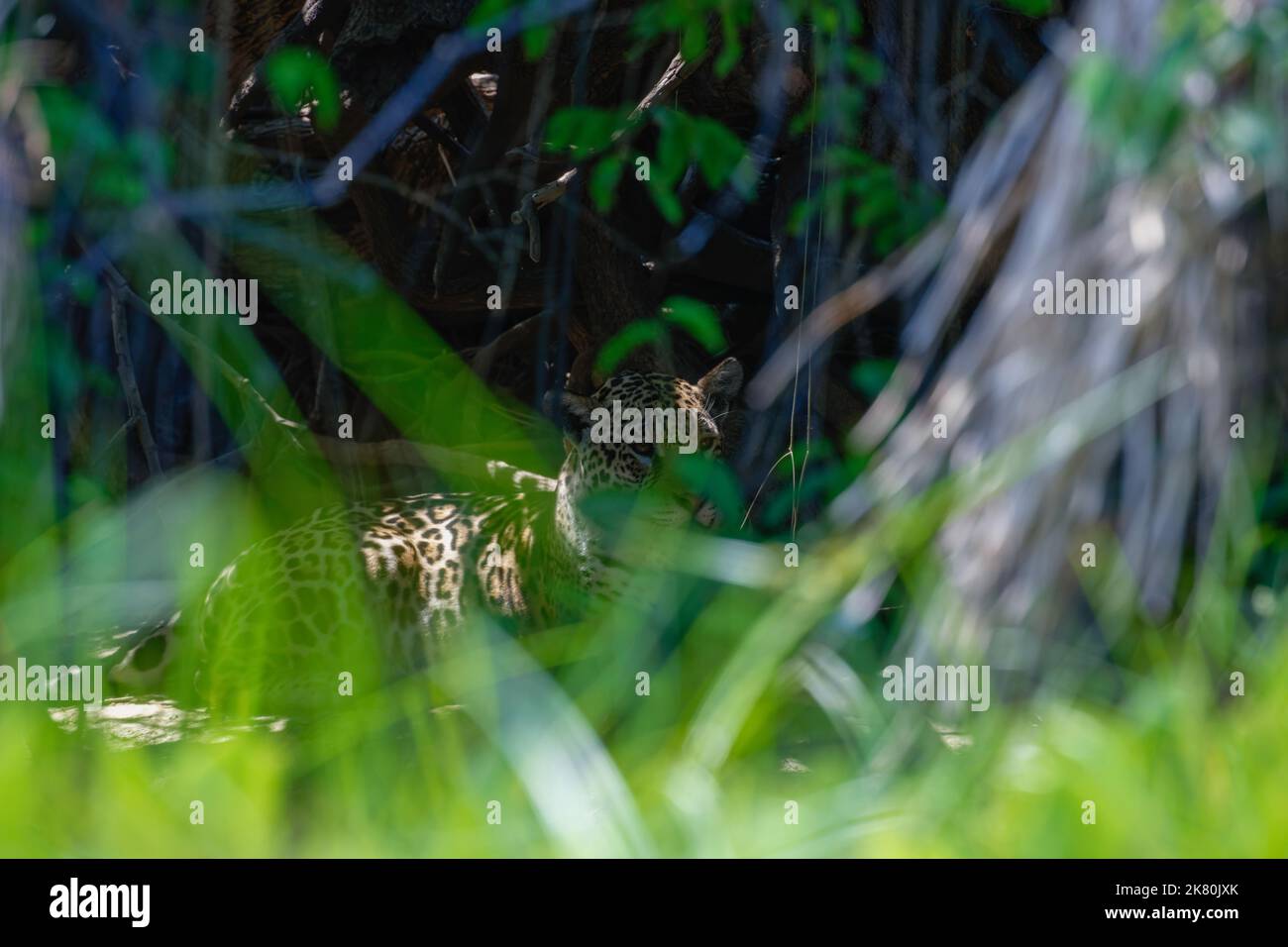 Jaguar in profondità nelle ombre sotto un grande cespuglio nel Pantanal Foto Stock