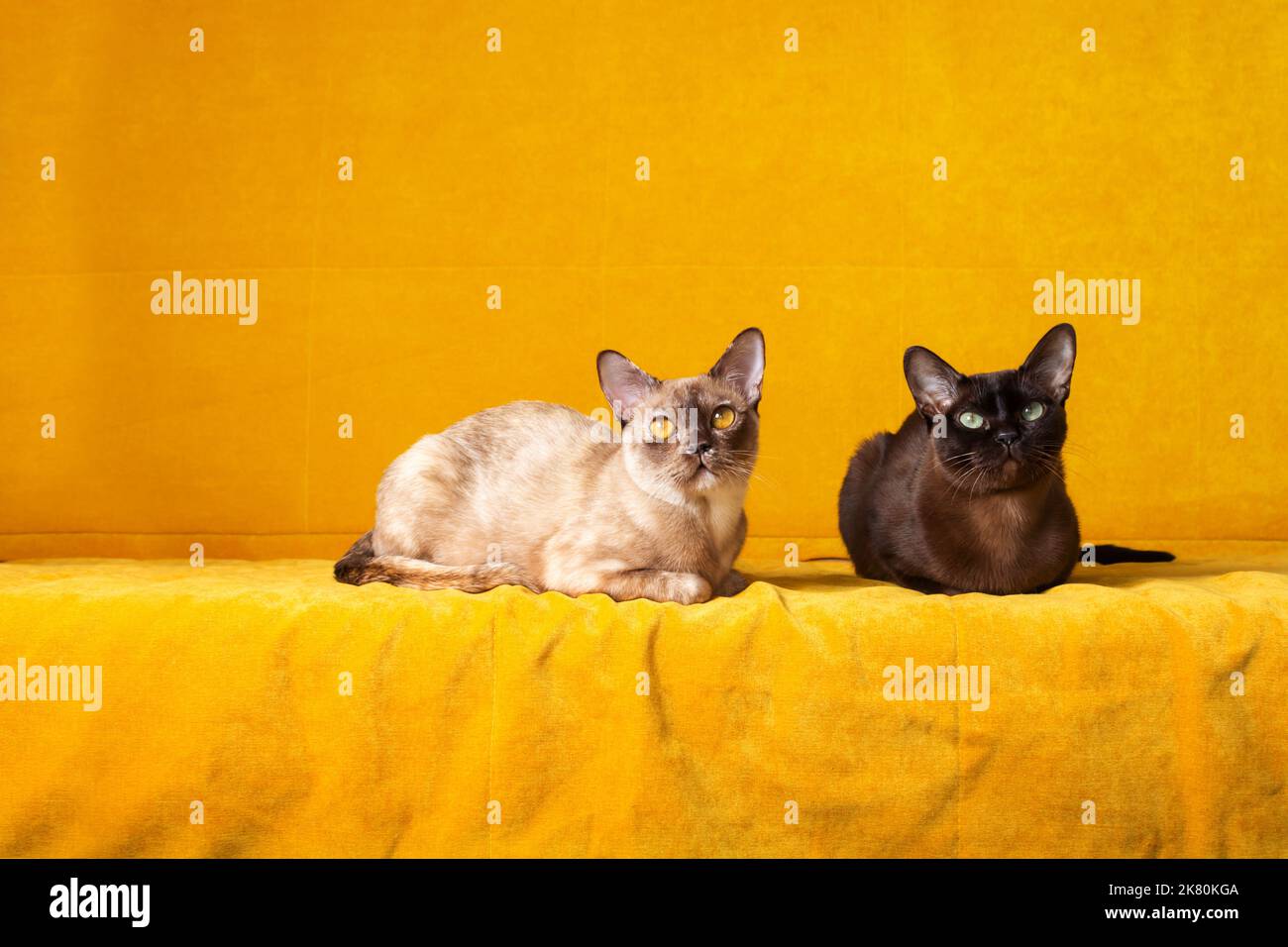 Una razza, colore diverso. Due gatti birmani. Foto Stock