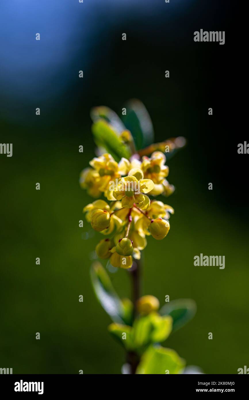 Berberis vulgaris fiore che cresce in prato, primo piano Foto Stock