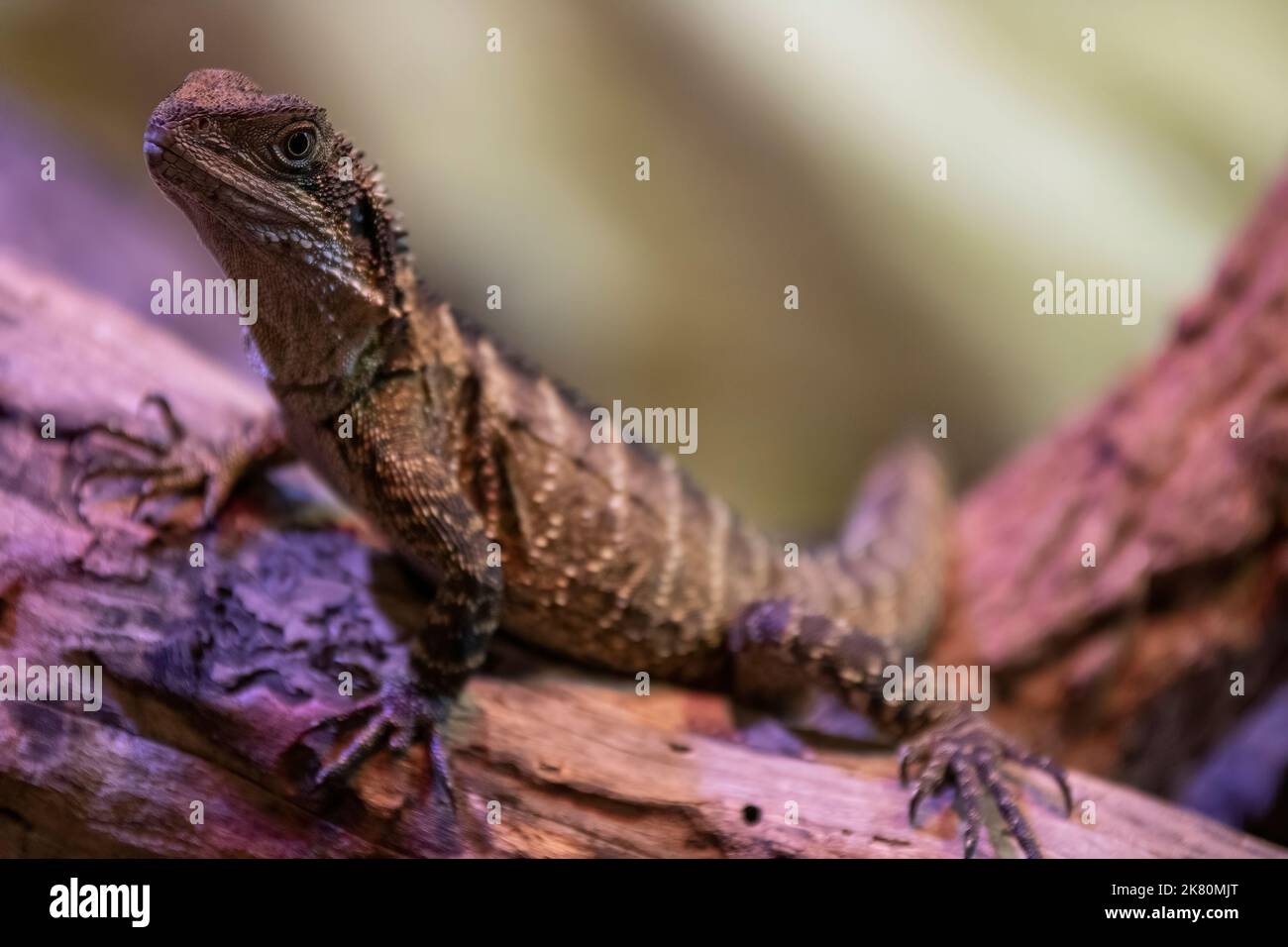 Sig. Lizard Foto Stock