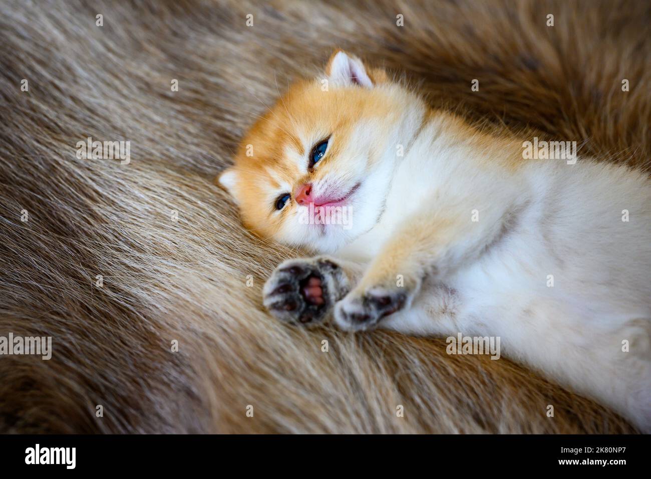 Piccolo gattino è sonnolento su un tappeto di pelliccia marrone, gatto Shorthair britannico dorato, puro pedigree. Bella e carina. Dormi bene sui tappeti soffici, top e. Foto Stock
