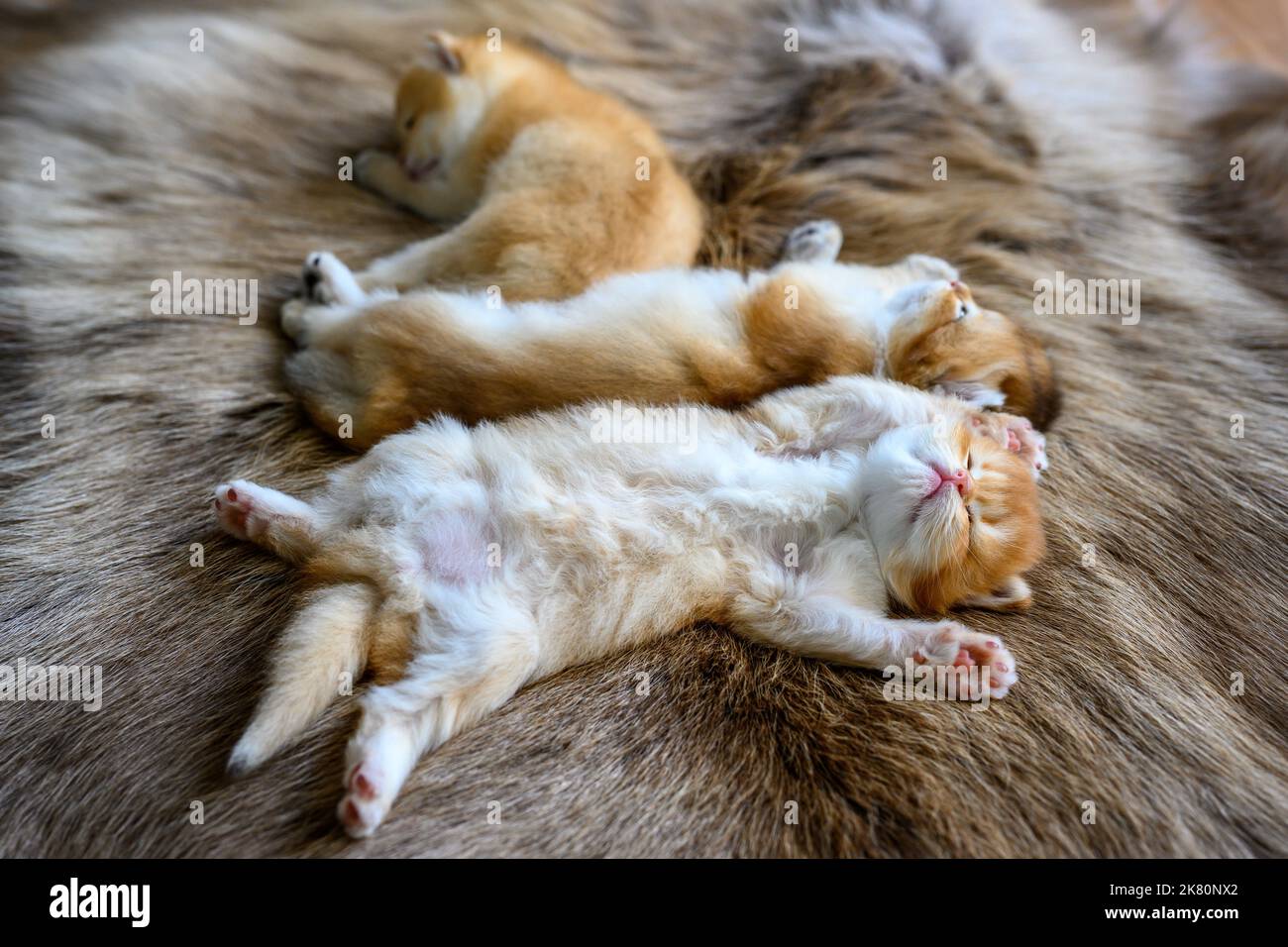 Diversi gattini erano stesi sul loro stomachs su un tappeto di lana marrone, in vista superiore e da vicino. Gatto Shorthair britannico, dorato, purered, comfo di riposo Foto Stock