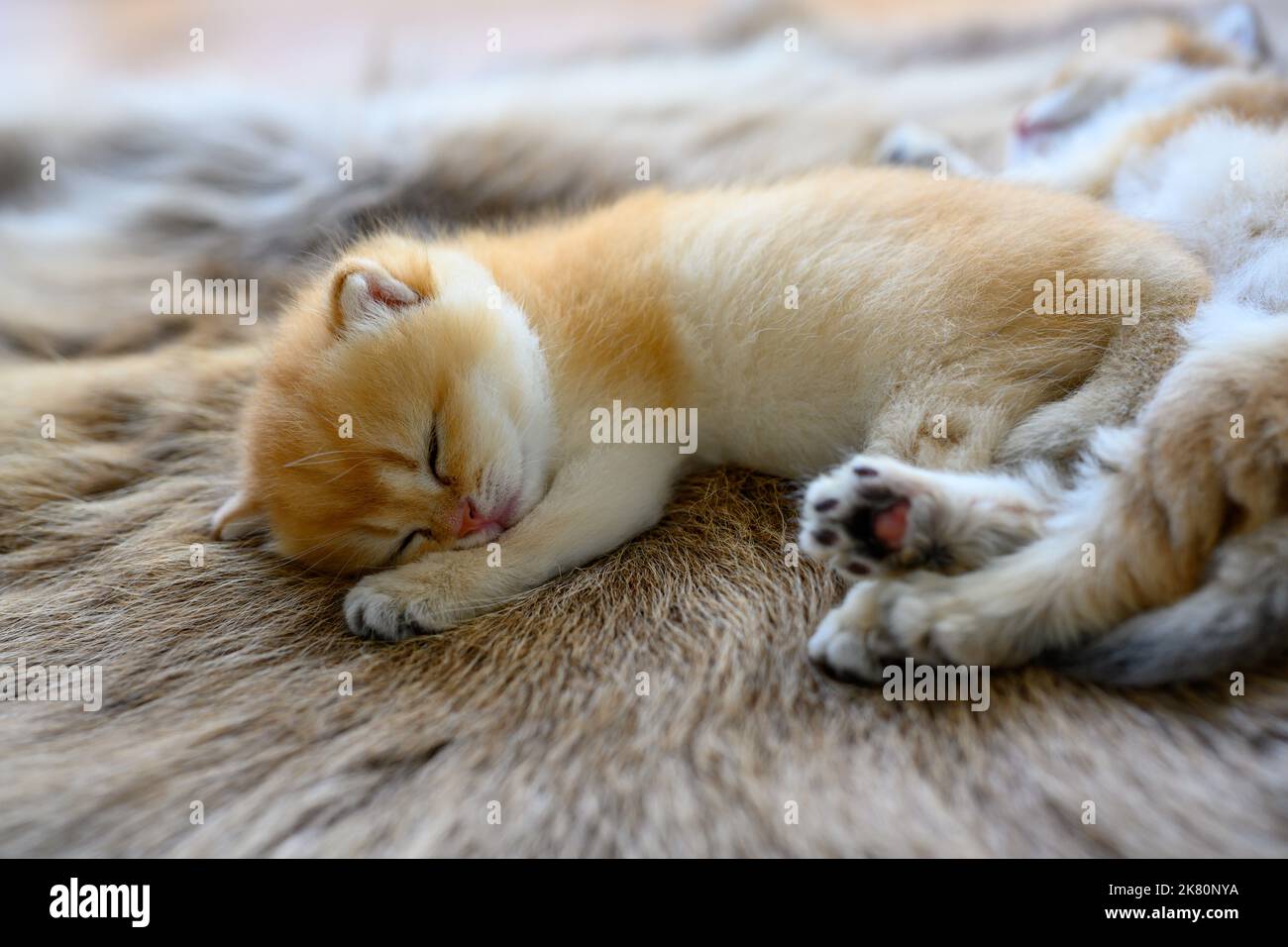 Gattino che dorme su un tappeto di pelliccia marrone, gatto Shorthair britannico dorato, puro pedigree. Bella e carina. Dormi bene sui tappeti soffici, top e. Foto Stock