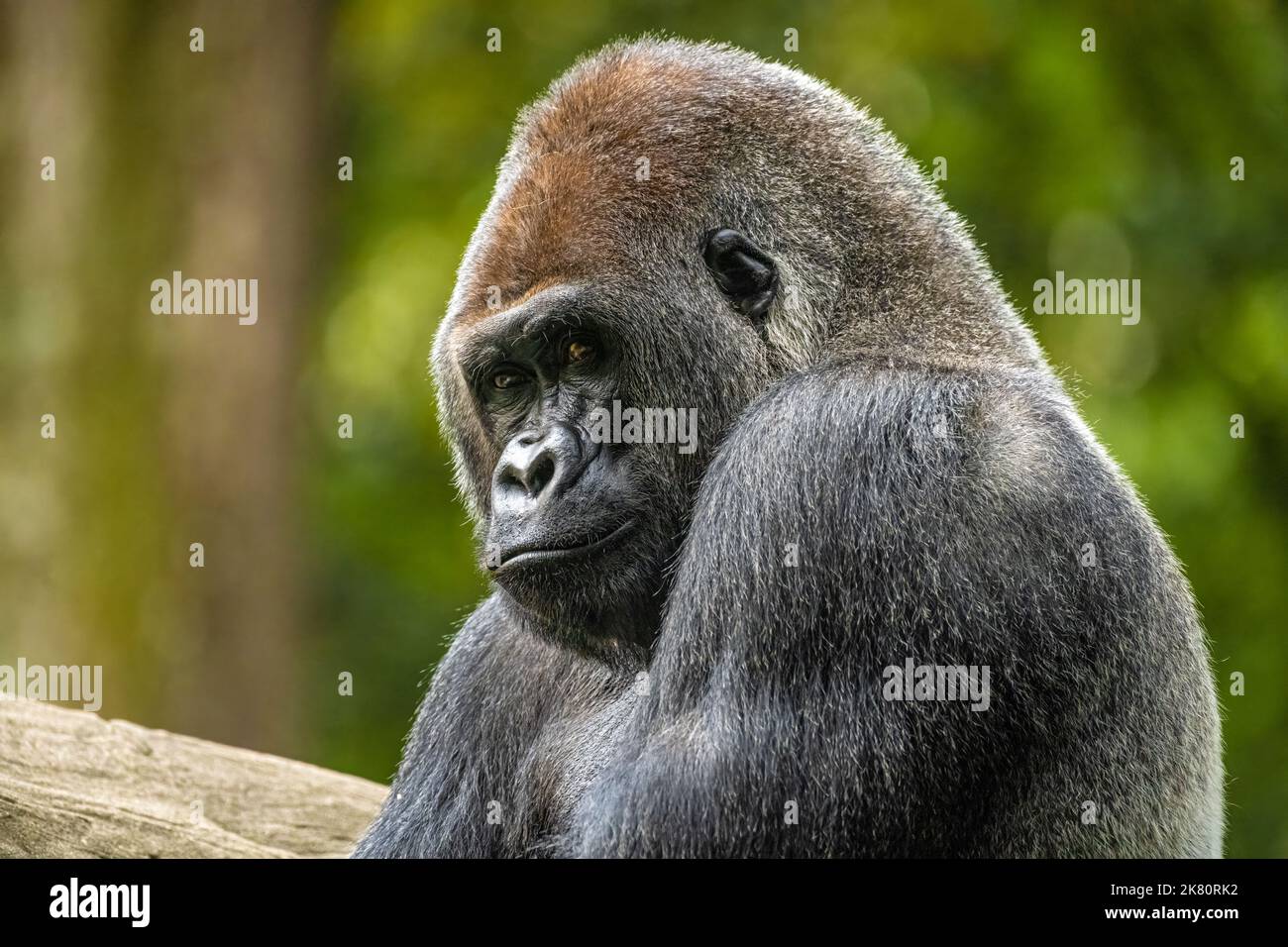 Silverback West Lowland gorilla allo Zoo Atlanta vicino al centro di Atlanta, Georgia. (USA) Foto Stock