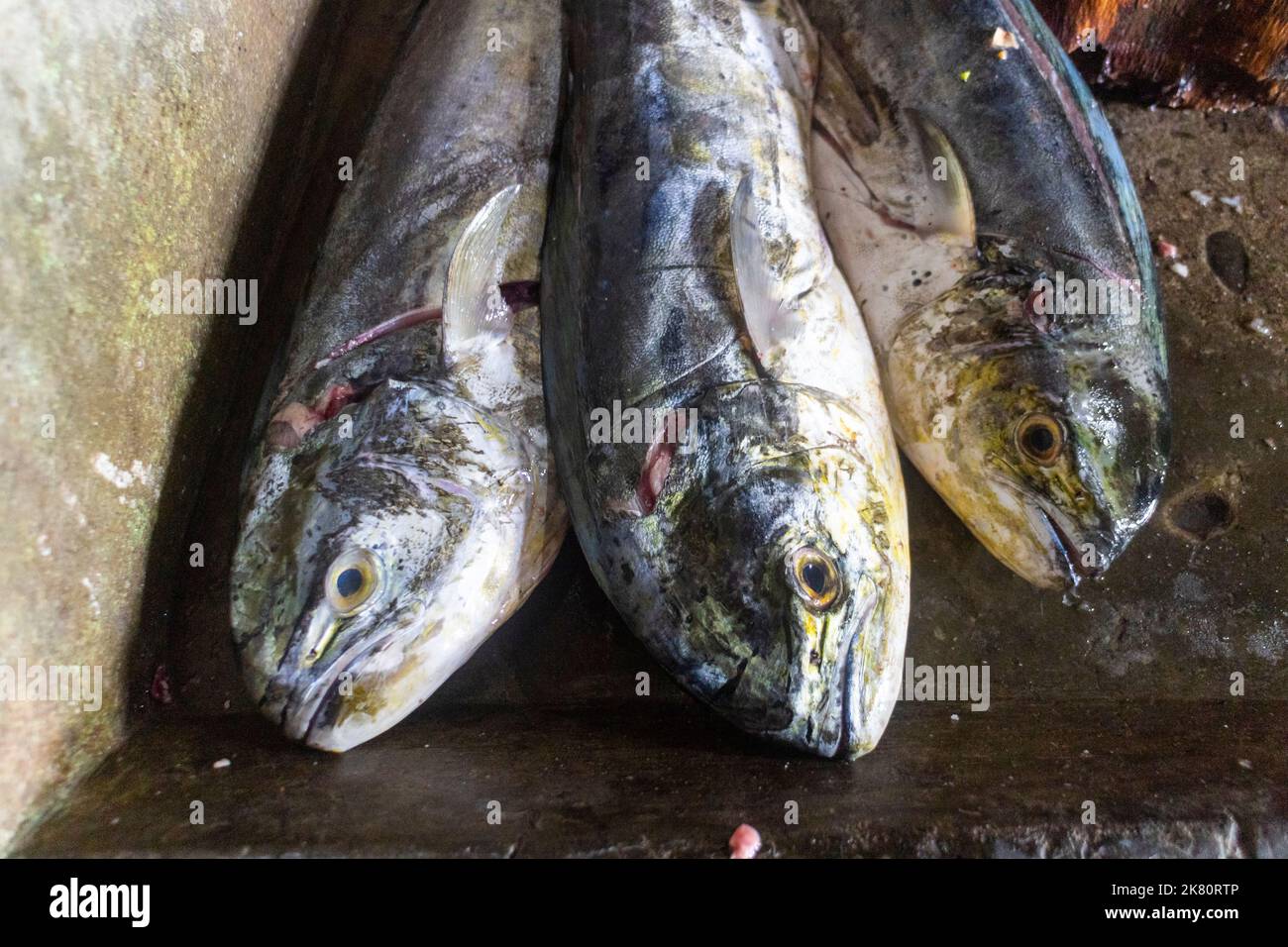 Pescato mahi mahi in un mercato locale a Iloilo, Filippine Foto Stock