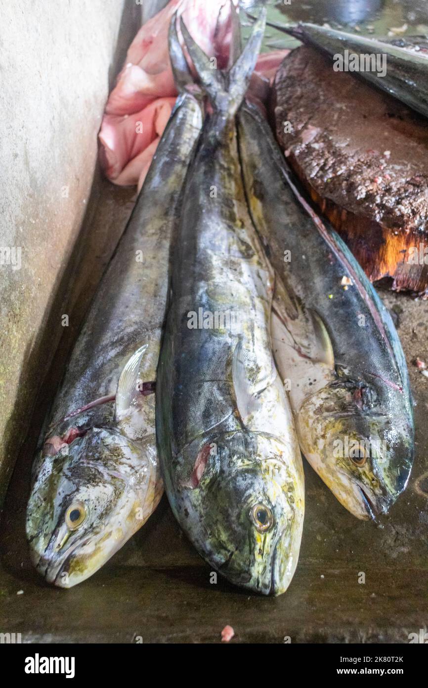 Pescato mahi mahi in un mercato locale a Iloilo, Filippine Foto Stock