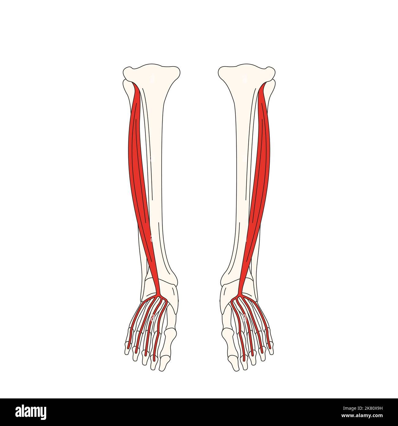 anatomia umana drawing flexor digitorum longus Foto Stock