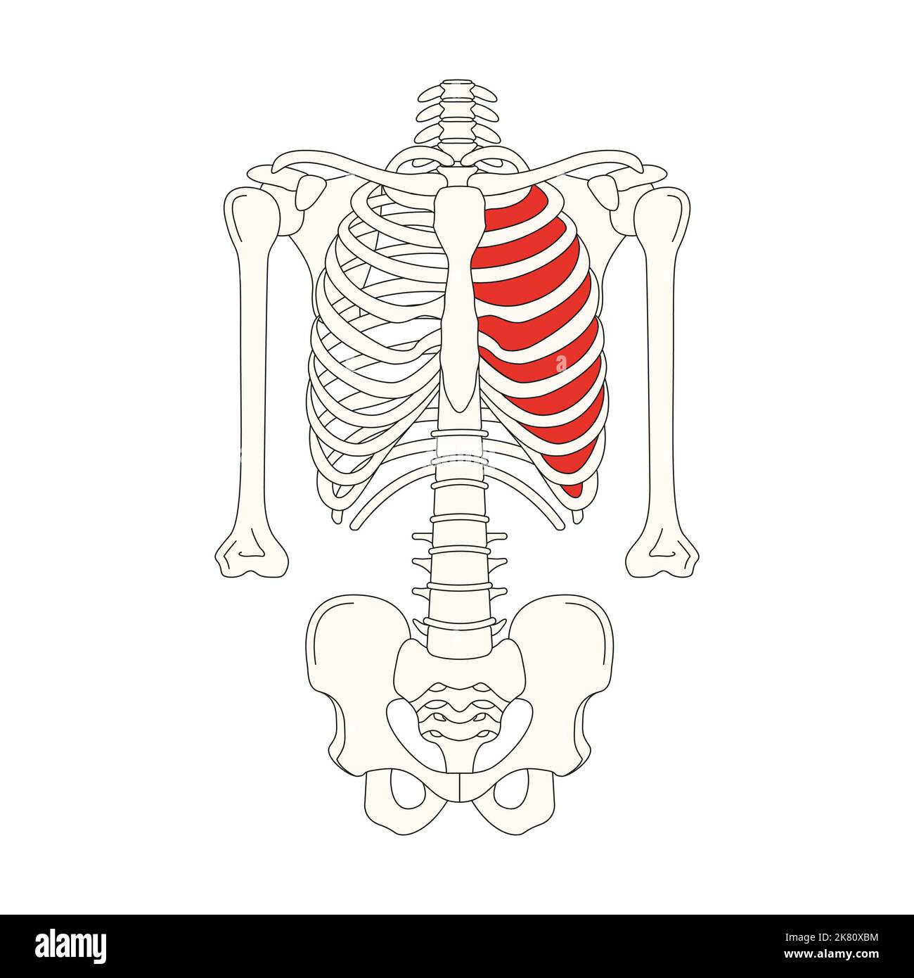 disegno dell'anatomia umana il muscolo intercostale Foto Stock