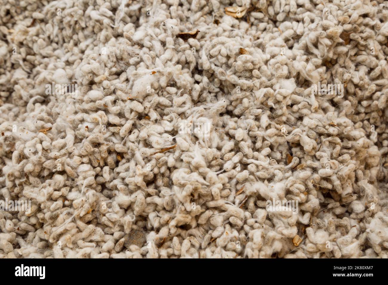 Fondo di cotone grezzo. primo piano di cotone biologico. Cotone naturale per striscioni e opere d'arte Foto Stock