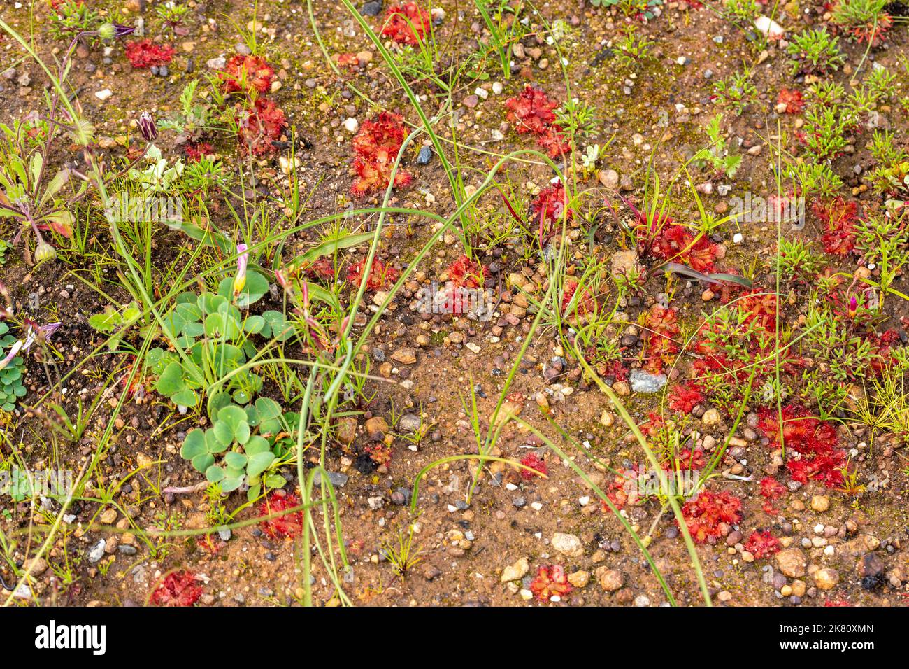 Drosera trinvia, una pianta carnivora, in habitat naturale vicino a Città del Capo, Capo Occidentale, Sudafrica Foto Stock